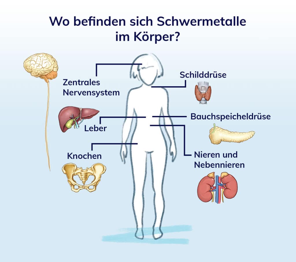 Eine Person im Mittelpunkt des Bildes mit gezeichneten Organen drumherum. Illustration von Praxis Breitenberger in München